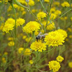 chaenactis glabriuscula var glabriuscula